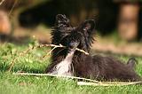 CHIEN NU CHINOIS 260